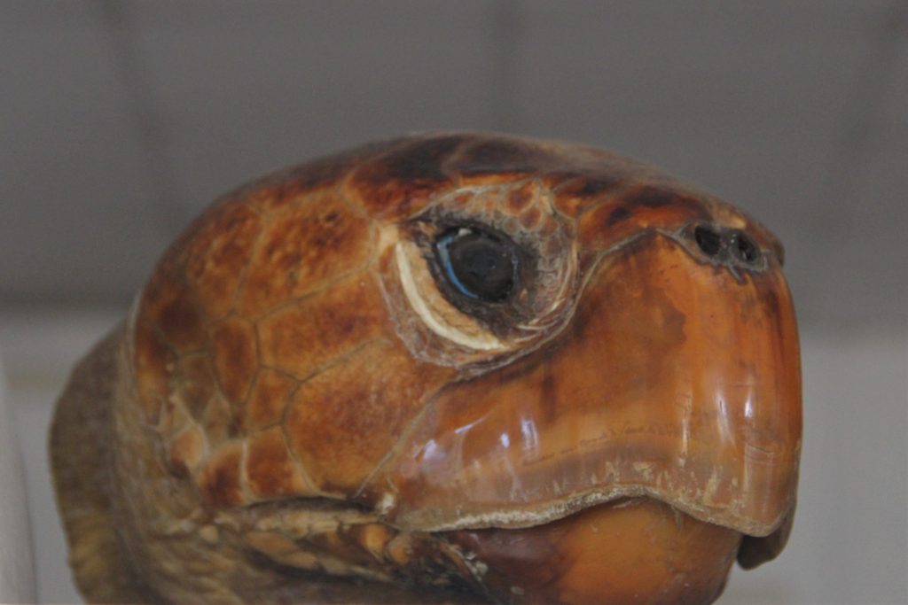 Museon kuubalaisilta lahjaksi saama kilpikonnan pää